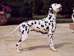 Bild: Le Dalmatien, CC BY-SA 3.0